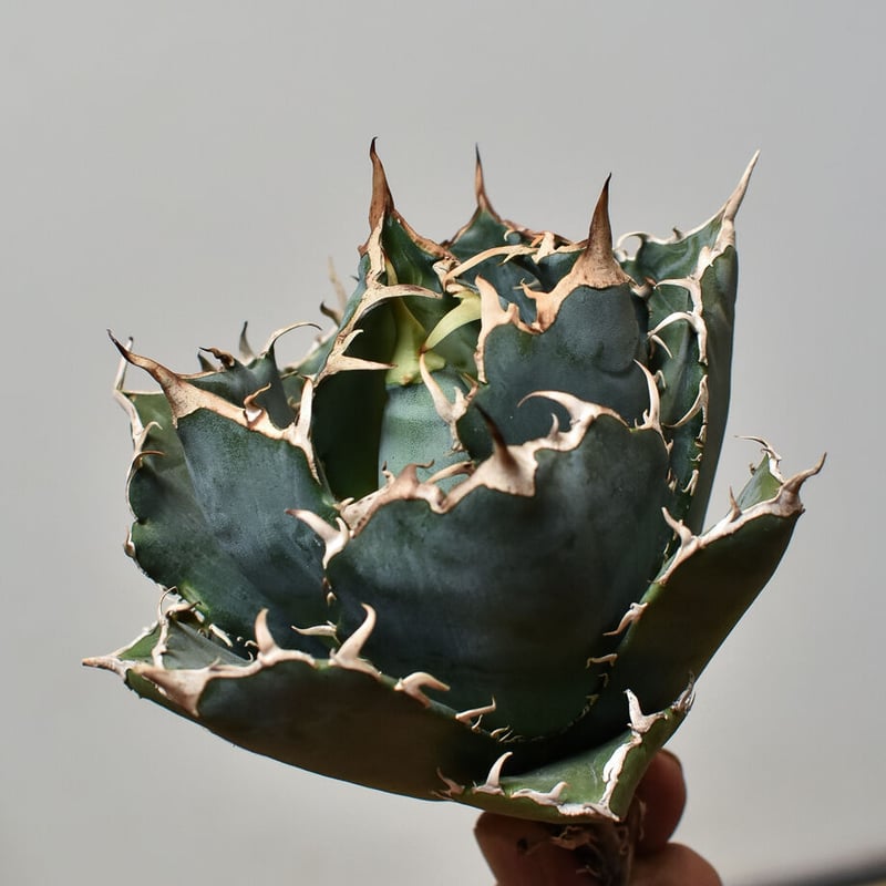 アガベ チタノタ 