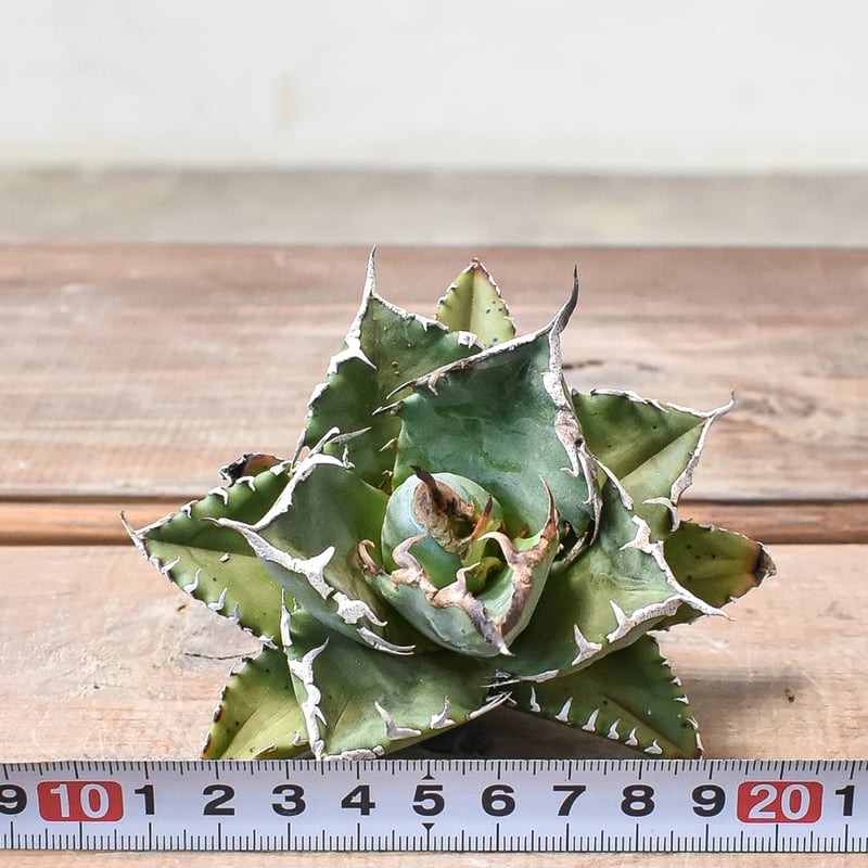 アガベ チタノタ ソーラーエクリプス 