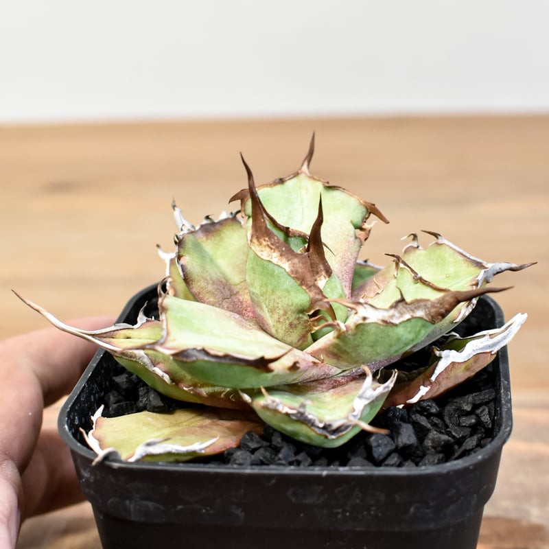 アガベ チタノタ DENNIS043【台湾DENNIS産/発根済み/子株】DN2501002