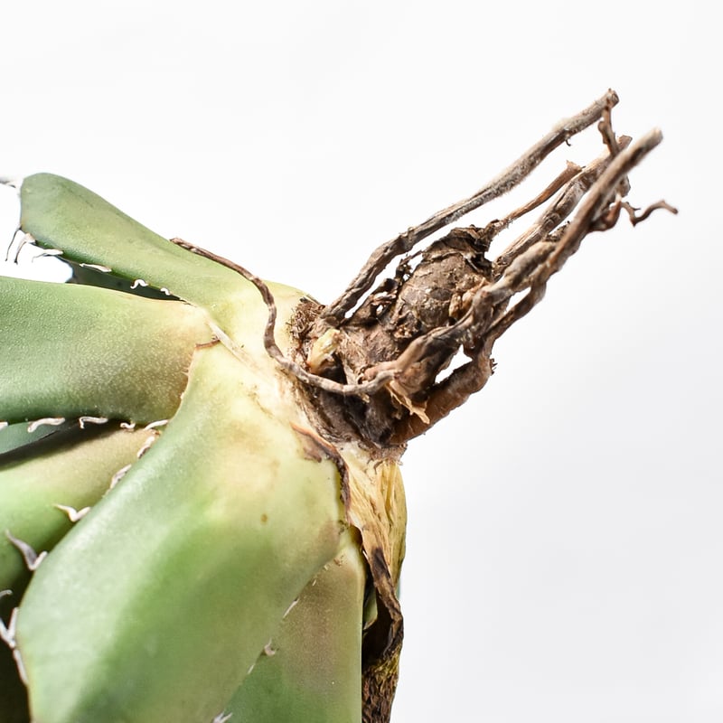 アガベ チタノタ 