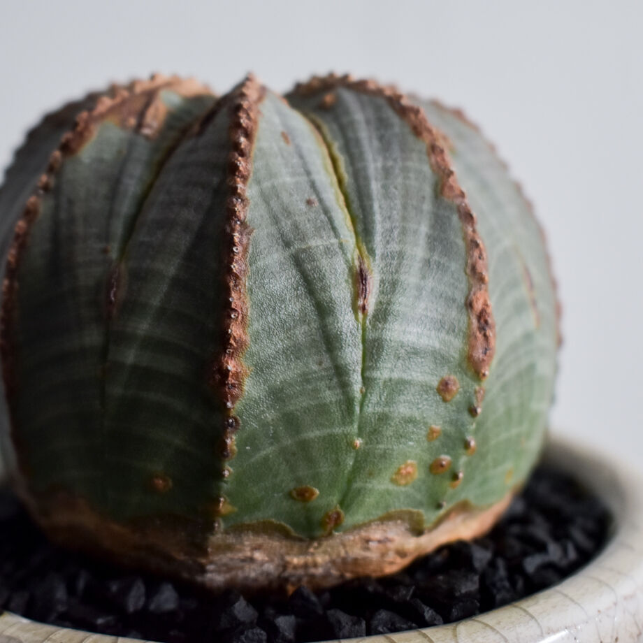 ユーフォルビア オベサ オールド　木質化 まさに珍奇植物。「木質化」という経年変化が楽しめる