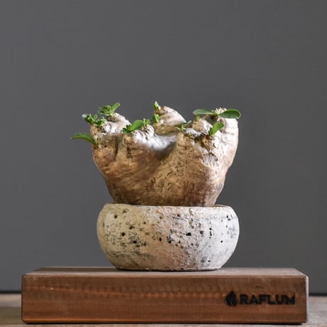 CATEGORY 恵比寿笑い（パキポディウム ブレビカウレ） | RAFLUM