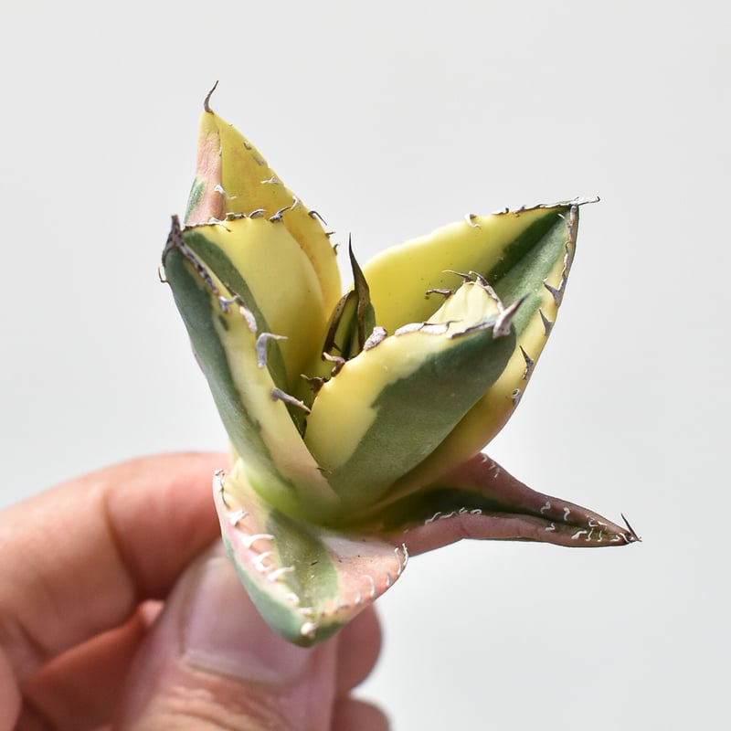 アガベ チタノタ スナグルトゥース 