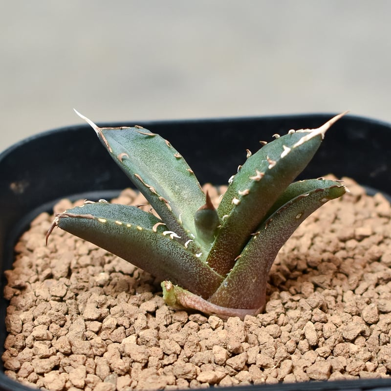 アガベ チタノタ フェニックス 