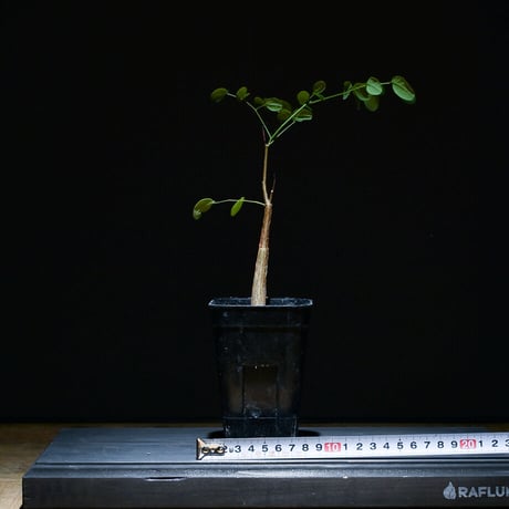 デロニクス プミラ（実生）RF22753