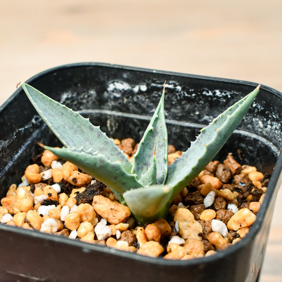 こ*う様 アガベ 特白肌怒雷神×血妖 子株 ⚡️Agave hybrid⚡️ 血羅刹 特白肌怒雷神×血妖 小さい時から