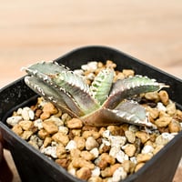 アガベ チタノタ 白鯨 lize産 発根済み 台湾鉢5号 アガベ