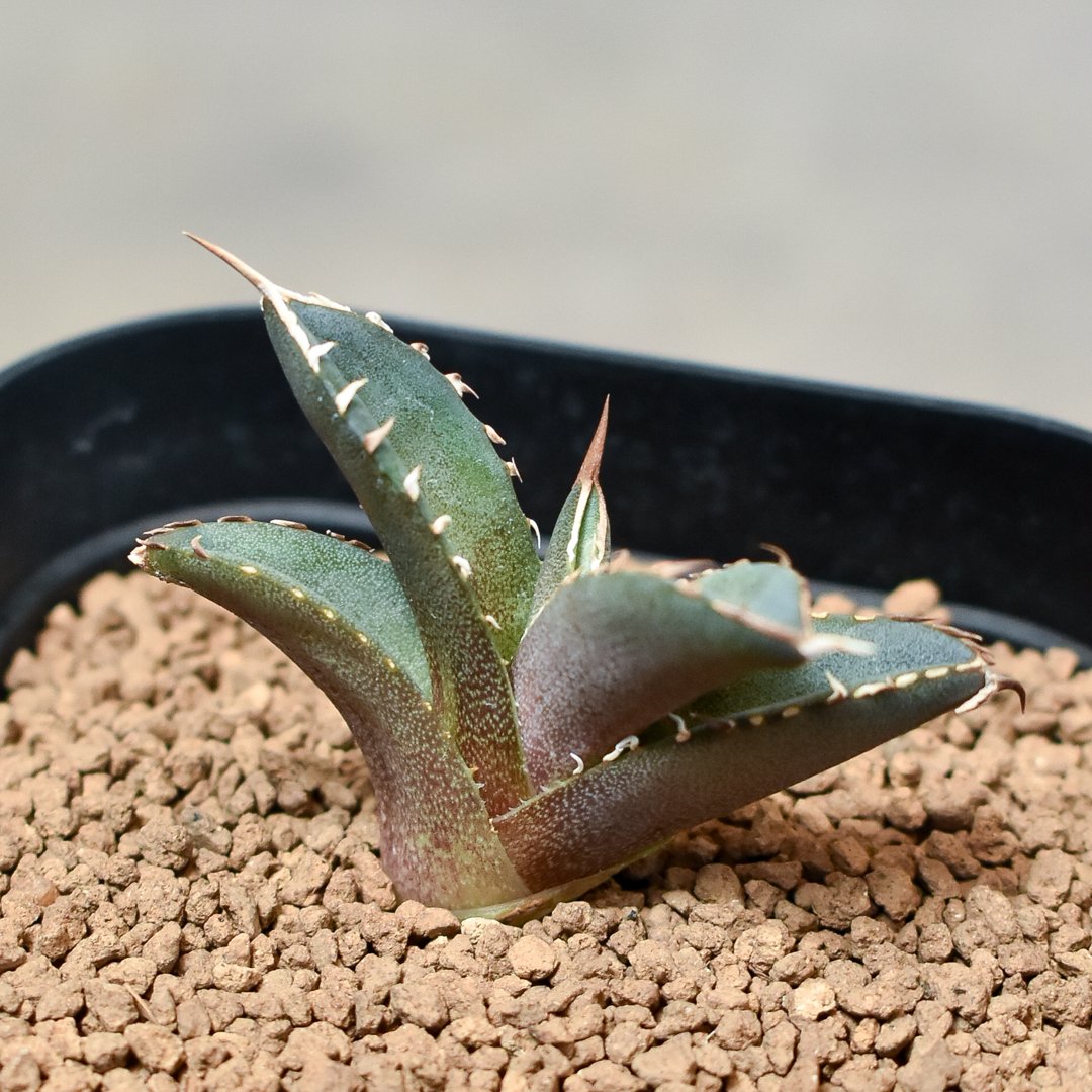 アガベ チタノタ フェニックス 