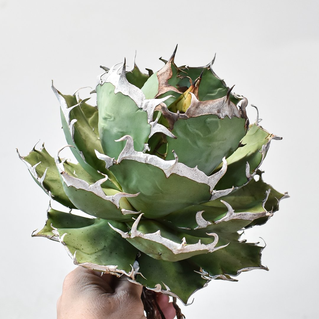 アガベ チタノタ　ピカチュウ アガベ チタノタ 