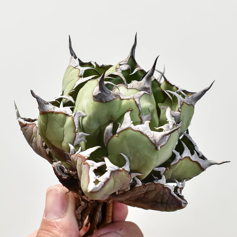 アガベ チタノタ 