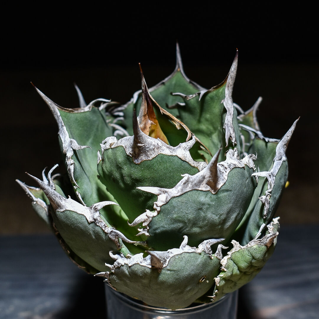 アガベ チタノタ 白鯨 ボールタイプの超良型株(抜き苗販売) type C