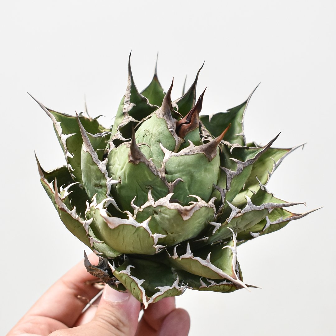 アガベ チタノタ 