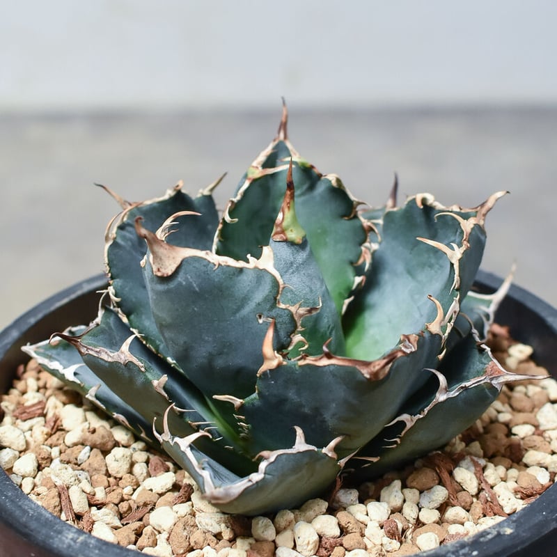 【発根済】アガベ　チタノタ　シーザー　検）白鯨　姫厳竜　ハデス　レッドキャット Agave titanota introduction series vol. 1] White Whale, Black
