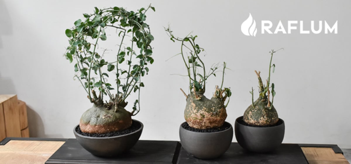 10/15 (土)20:00より販売スタート📣 伊勢丹本館popup前の最終新株販売