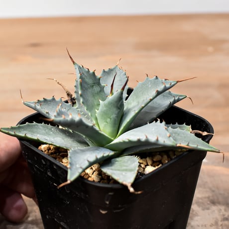 アガベ ハイブリット 日系イシスメンシス×象牙妖炎（陽炎エボリ）【台湾botanical_seeker産】RF25011370