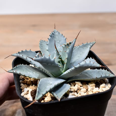 アガベ ハイブリット 日系イシスメンシス×象牙妖炎（陽炎エボリ）【台湾botanical_seeker産】RF25011382