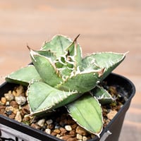 コミフォラ カタフ【ソマリア産のピュアカタフ！表皮の白さと枝振りが