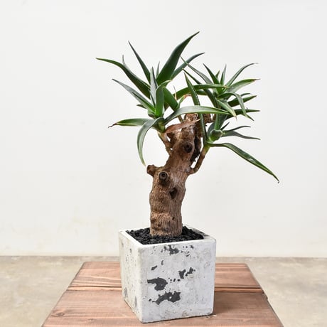 CATEGORY アロエ属 | RAFLUM / ラフラム｜東京、大阪の塊根植物