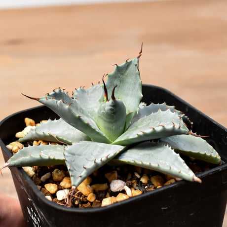 アガベ ハイブリット 日系イシスメンシス×象牙妖炎（陽炎エボリ）【台湾botanical_seeker産】RF25011371