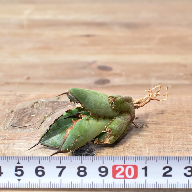 アガベ オテロイ 台湾産 親株販売 アガベ オテロイ 台湾産 親株販売 アガベ オテロイ 台湾産 親株販売