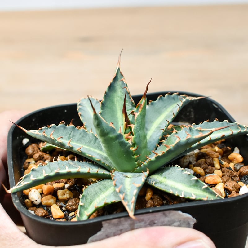 アガベ ハイブリット 