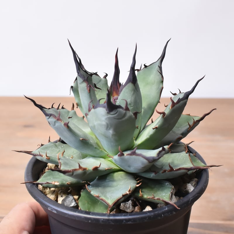 アガベ ハイブリット 象牙妖炎×黑帝斯 / エボリスピナ×ハデス 