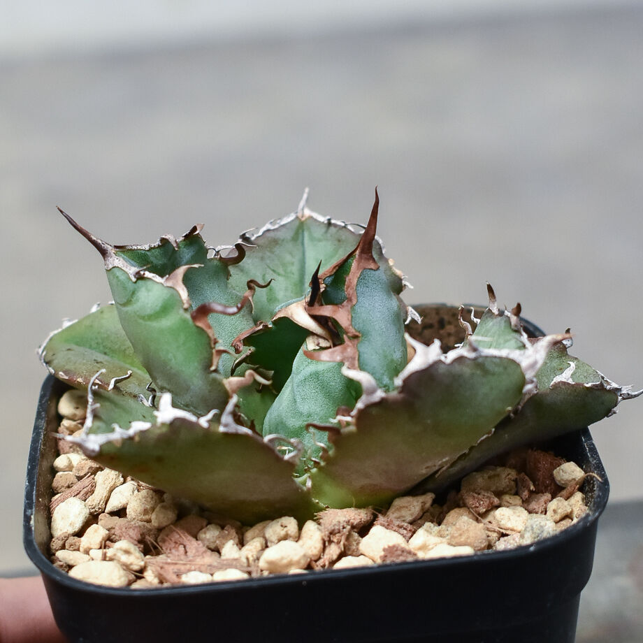 アガベ チタノタ ドワーフ 