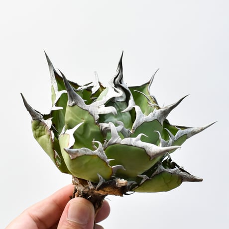 アガベ チタノタ "精品ハデス" / 精品黒帝斯、精品恐竜牙歯 【台湾 dragon agave産/中株/抜き苗】I