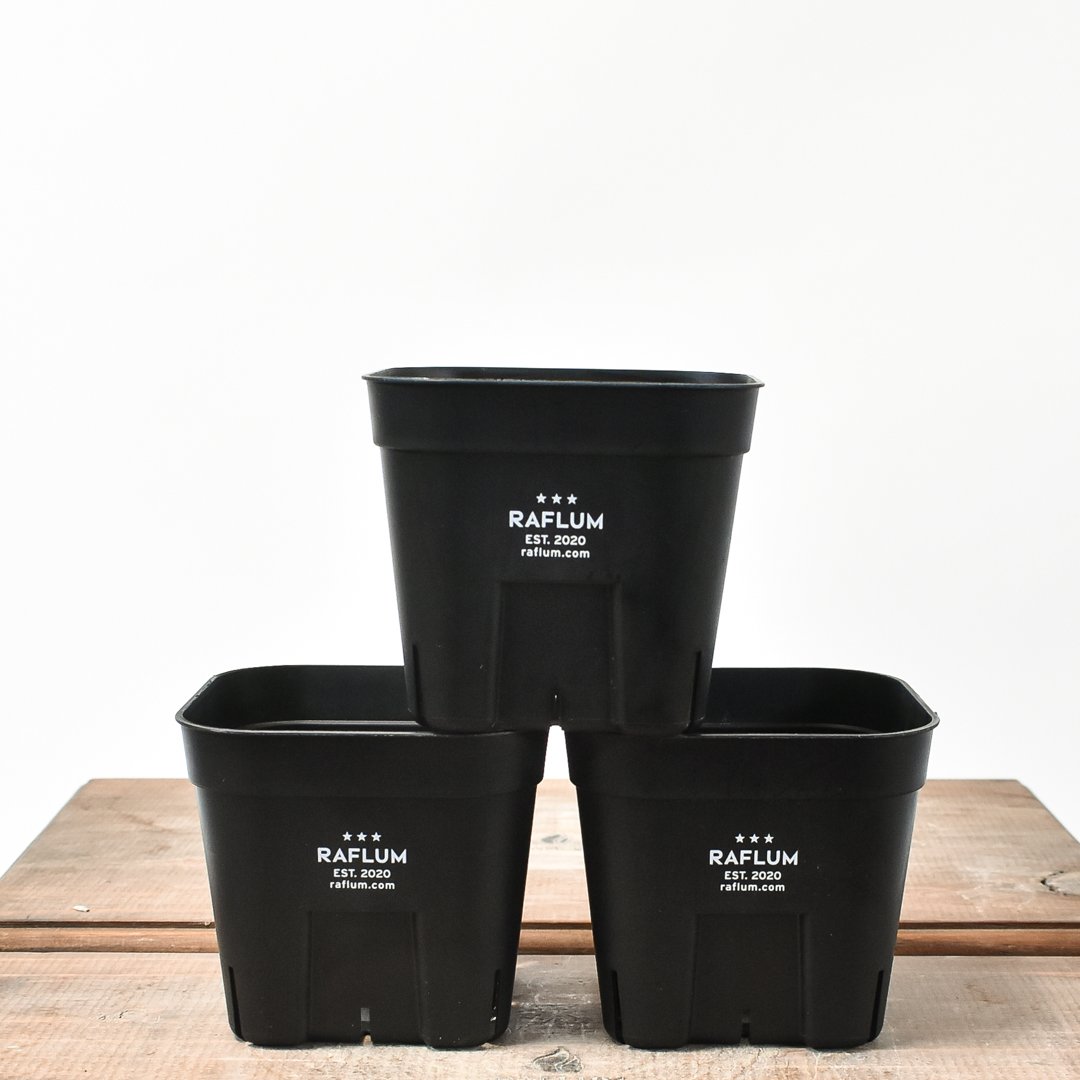 SRL BRIMTYPE POT S M 2個セット ブリムタイプ プラ鉢 Amazon.co.jp: RooTrimmer 育苗ポット 40個セット 多肉植物用