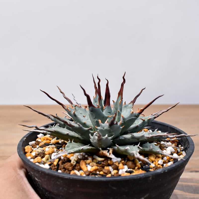 アガベhyb パライシ中株& 【陽炎】エボリスピナ アガベhyb パライシ中株& 【陽炎】エボリスピナ エボリスピナ 陽炎