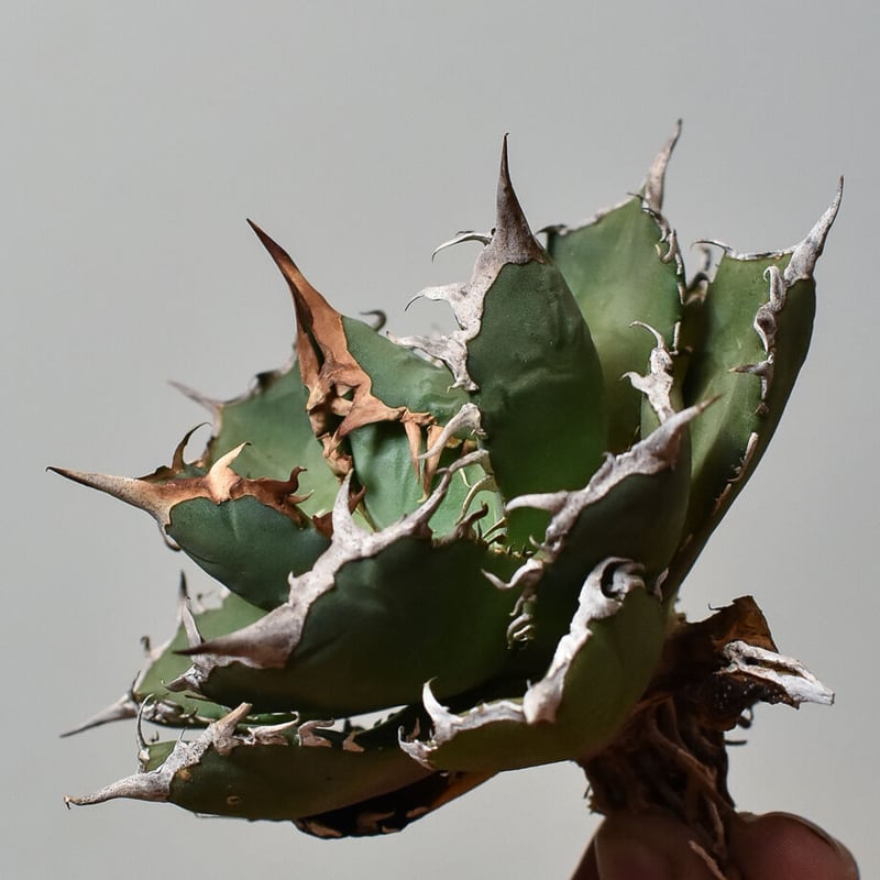 アガベ チタノタ FO-76 