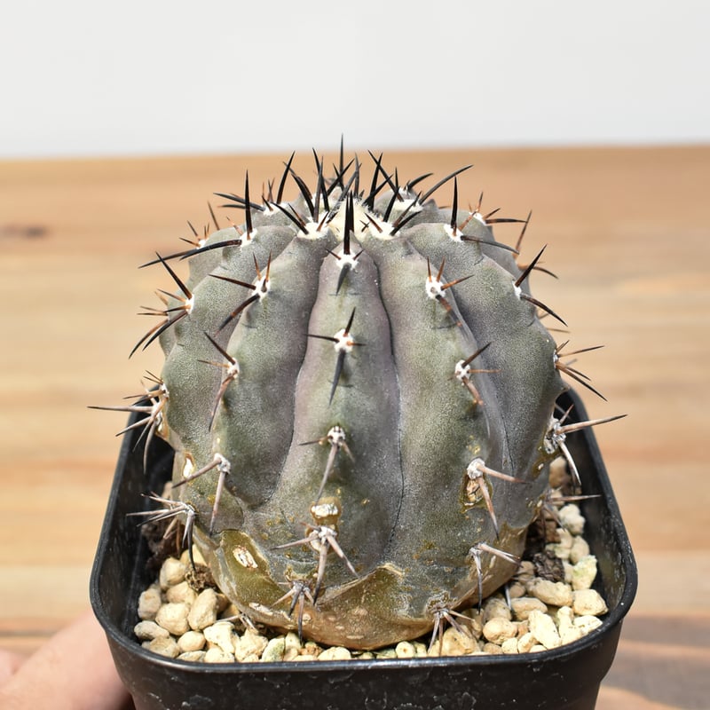 コピアポア シネレア 