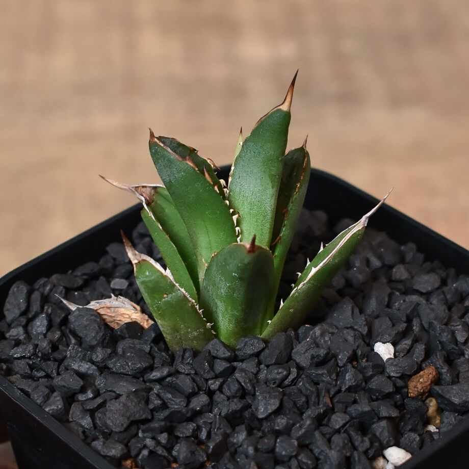 アガベ チタノタ ブラックファイヤー 