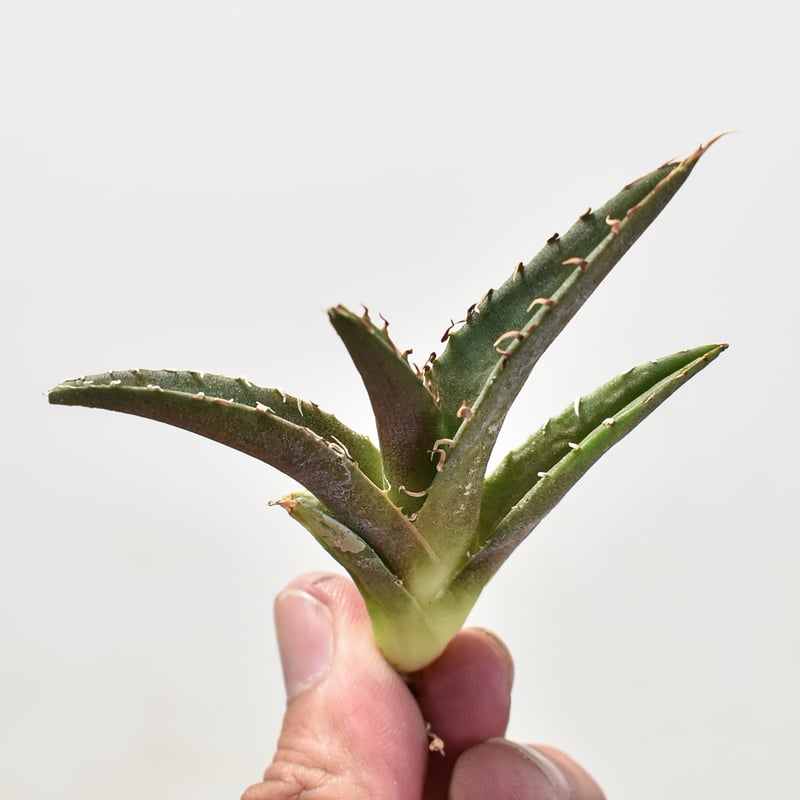 【親株】アガベチタノタ　猟豹　チーター　ドラゴンアガベ産 親株】アガベチタノタ 猟豹 チーター ドラゴンアガベ産 アガベ