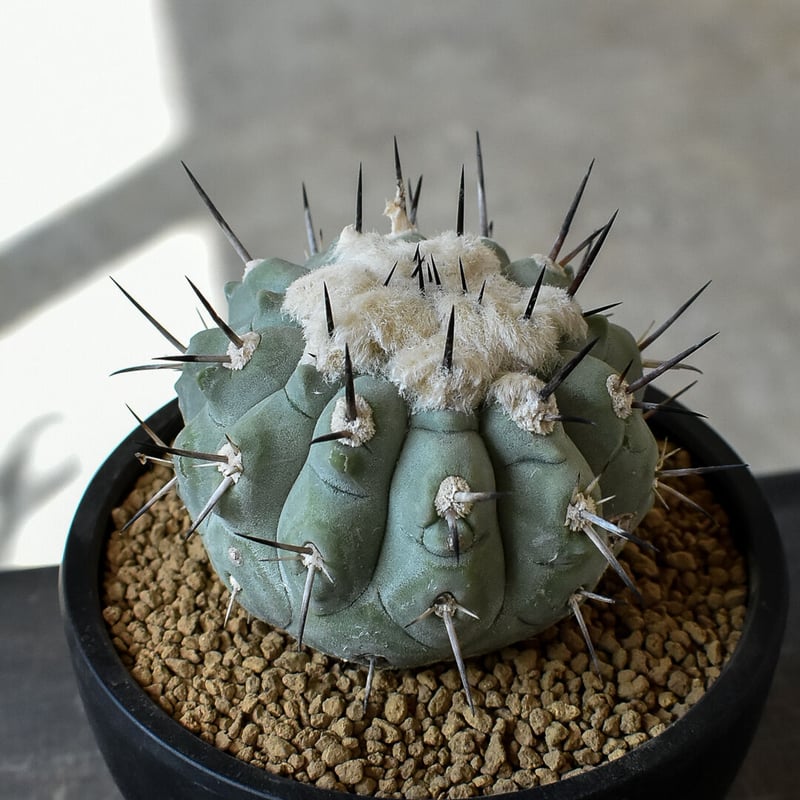 Copiapoa シネレア 黒王丸 実生 発根済み