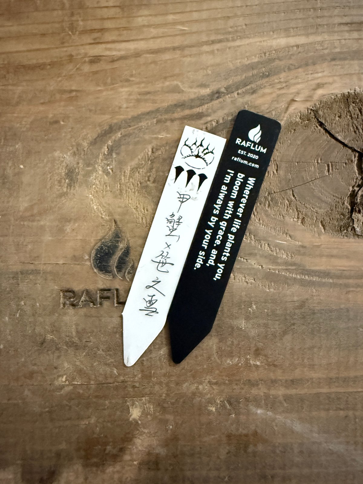 ドラゴンテゥース カブトガニ アガベ ハイブリット 2枚目子株販売