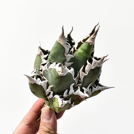 アガベ チタノタ "精品レッドキャットウィーズル" / 精品赤猫 , 精品紅猫  【台湾 dragon agave産/中株/抜き苗】C63