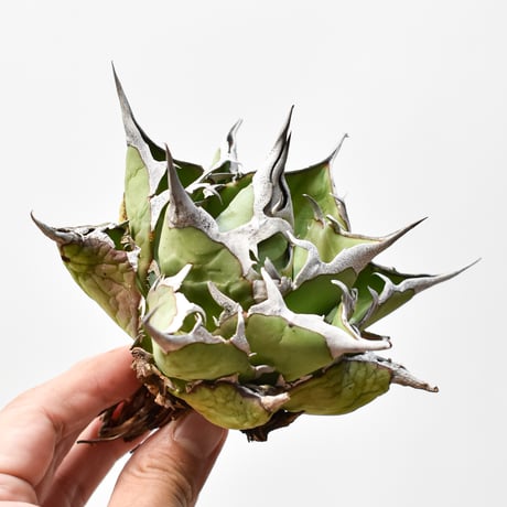 アガベ　ハデス　台湾産良血統 親株出品 チタノタハデス | STORES