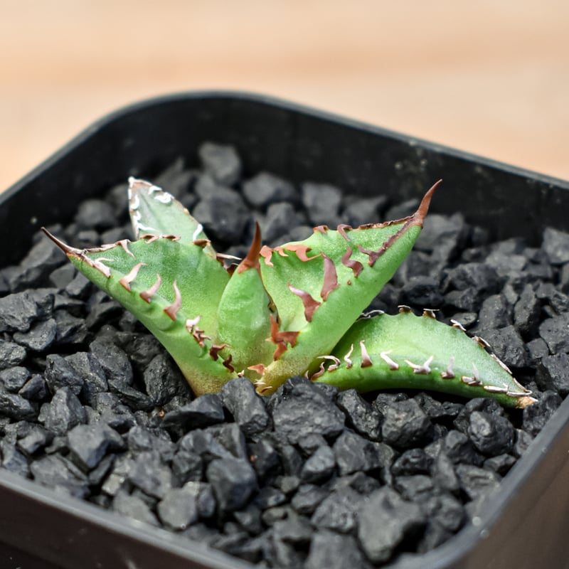 アガベ Dennis hybrid ホリダ×鬼爪（026） 