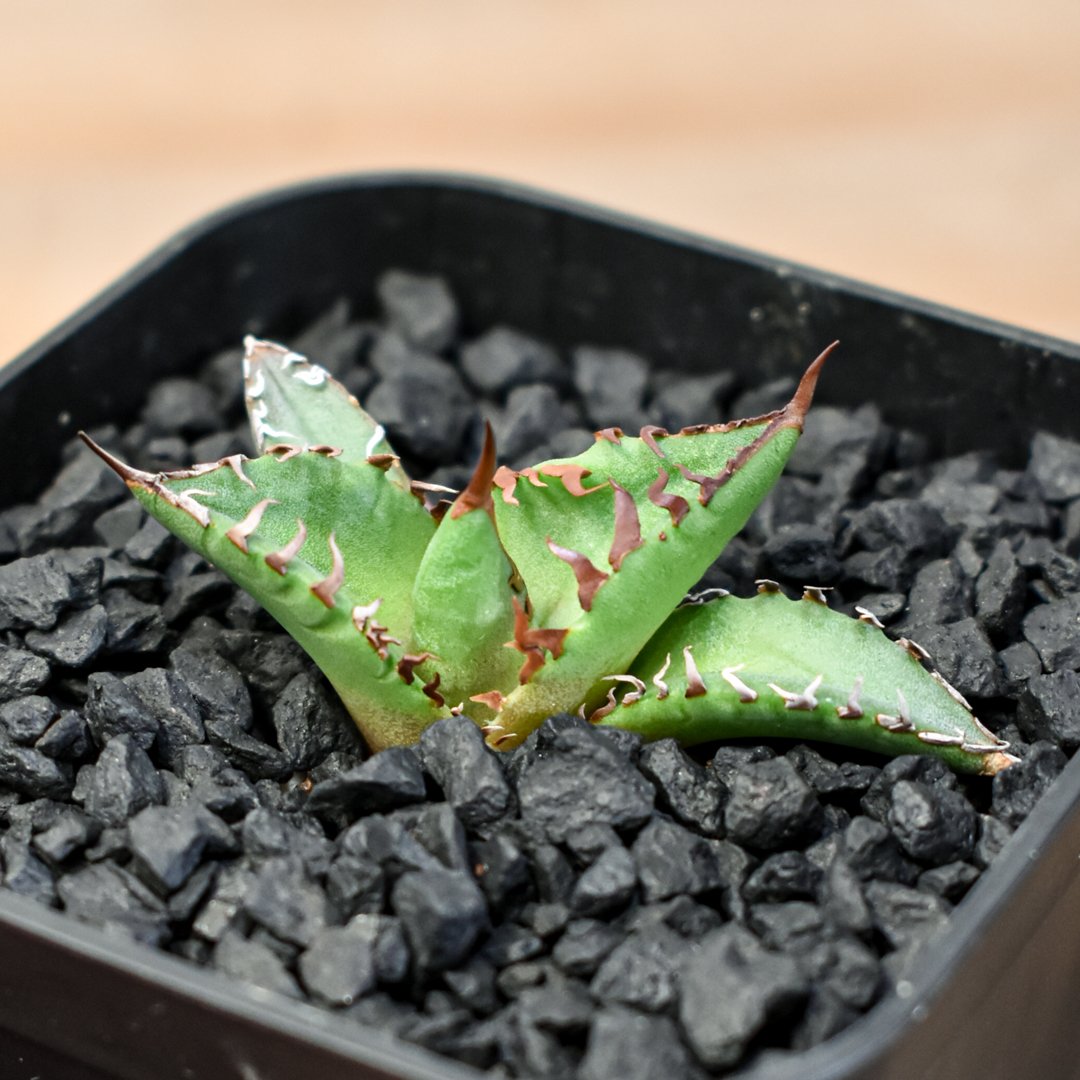 アガベ Dennis hybrid ホリダ×鬼爪（026） 