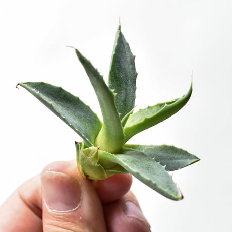 アガベ ハイブリット "邪霊" (特白肌怒雷神×血妖) 【台湾botanical_seeker産】RF25011590