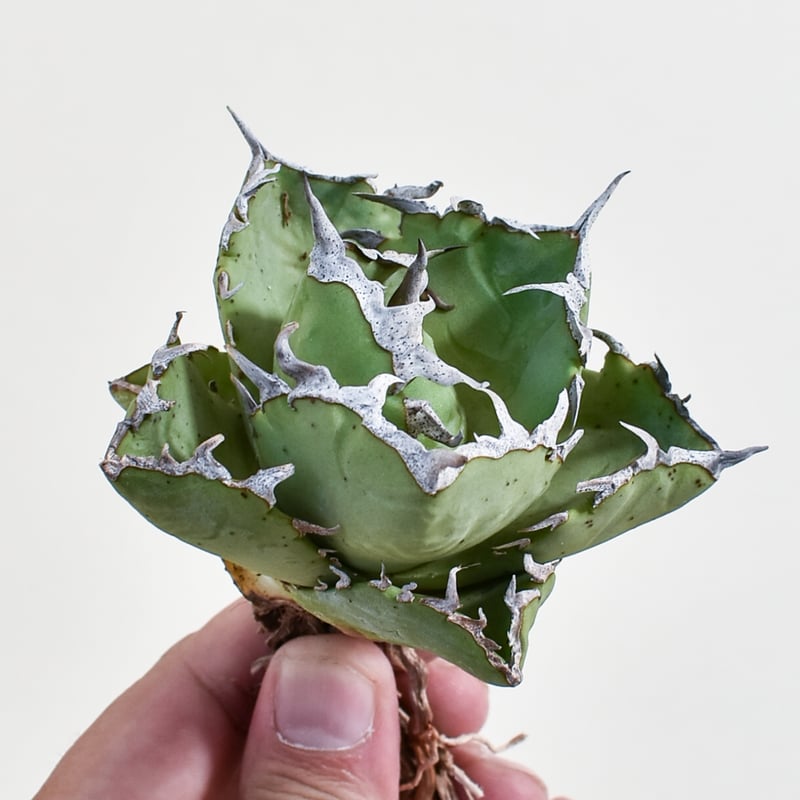 アガベ チタノタ クラブ 