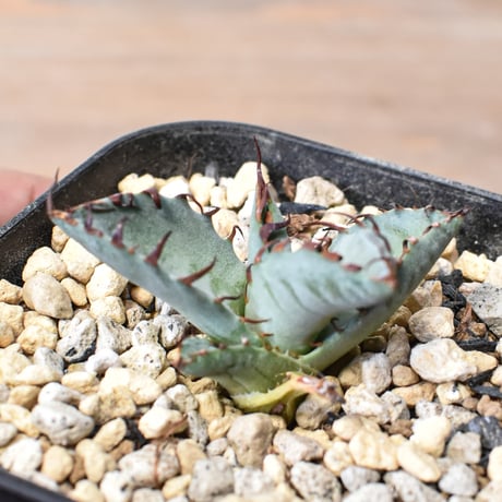 オアハカオテロイ | STORES