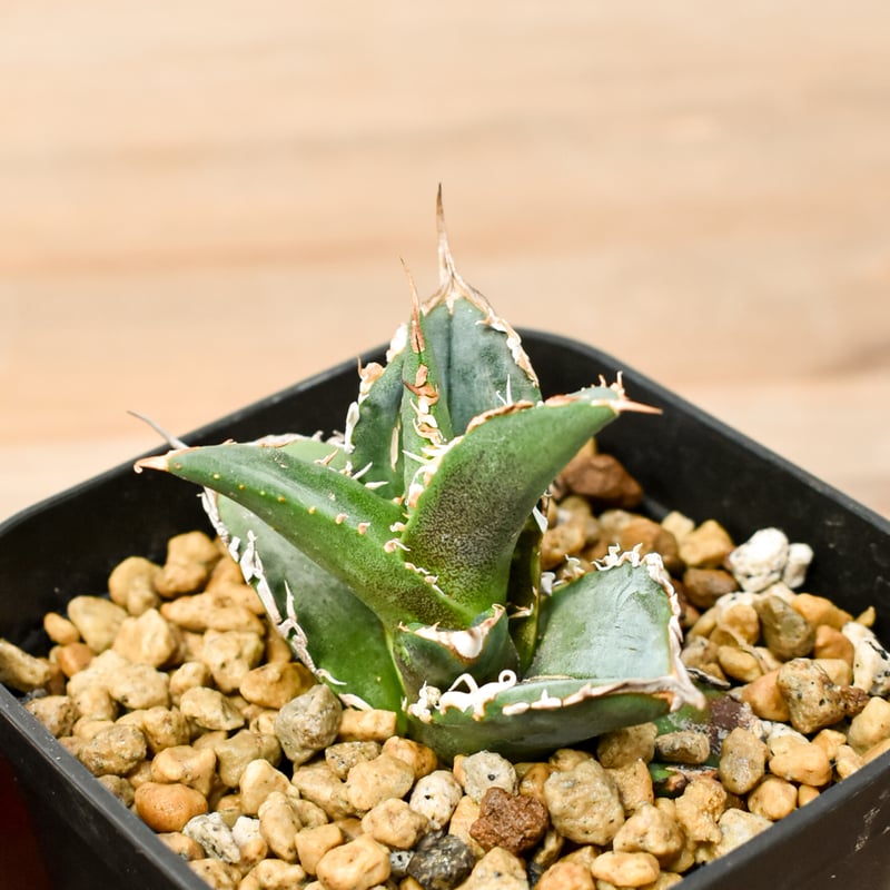 【子株】Berlin産 白犀牛 トリケラトプス ベルリン 子株】Berlin産 白犀牛 トリケラトプス ベルリン