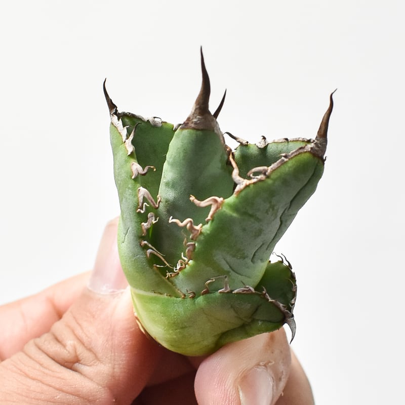 アガベ チタノタ 