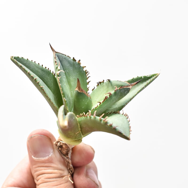 アガベ チタノタ DENNIS040 