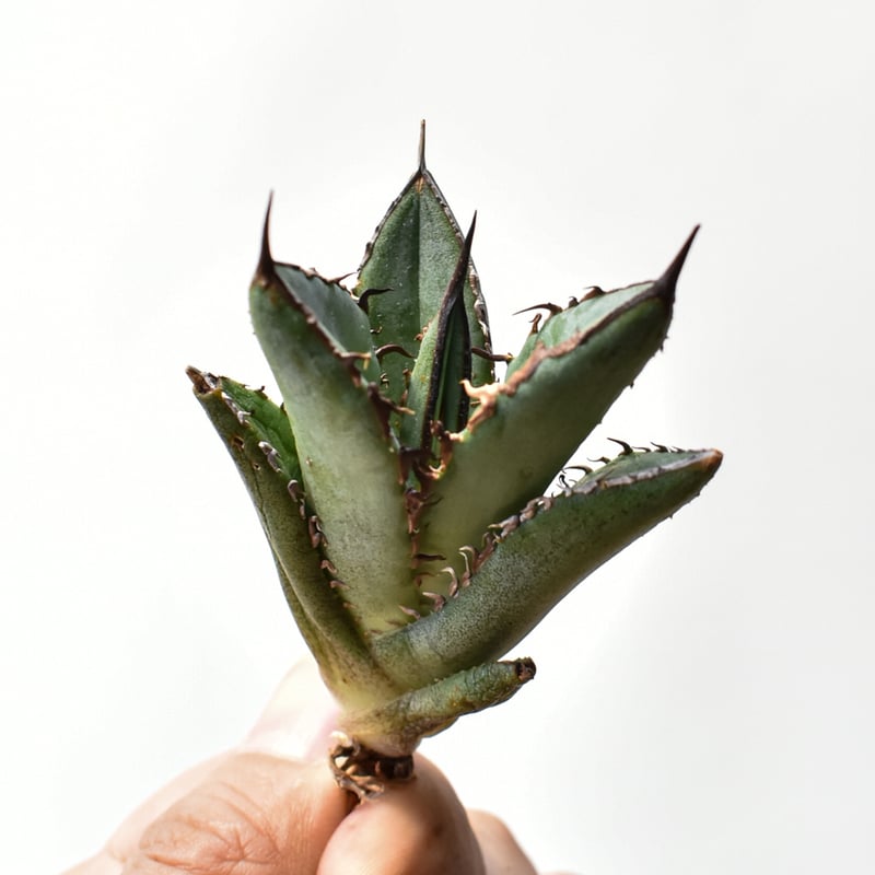 アガベ オテロイ 