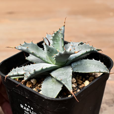 アガベ ハイブリット 日系イシスメンシス×象牙妖炎（陽炎エボリ）【台湾botanical_seeker産】RF25011369