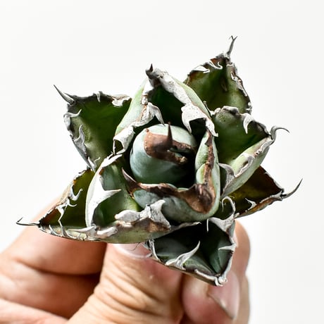 【RAFLUM特選株】アガベ チタノタ ブラックアンドブルー / BB 精品藍球 【台湾 dragon agave産/抜き苗/子株】I DG2402795(T)