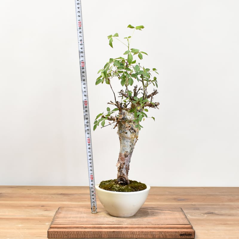 WACK” ON YOUR SIDE】コミフォラ ホトルジアナ WACK-A027 | R